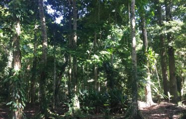 FINCA BIG TREES