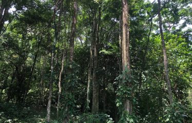 Finca Retreat