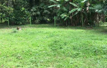 Kamelia’s House