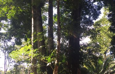 FINCA BIG TREES