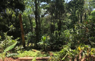 Finca Retreat