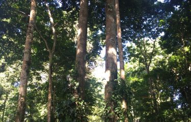 FINCA BIG TREES