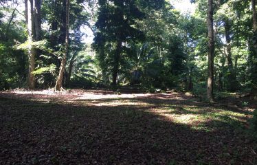 FINCA BIG TREES