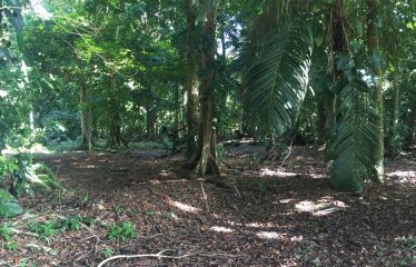 FINCA BIG TREES