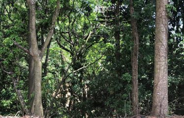 Finca Retreat