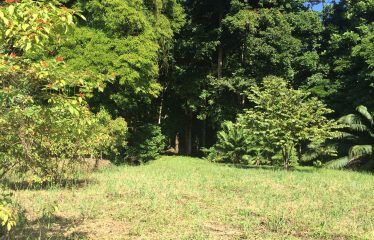 FINCA BIG TREES