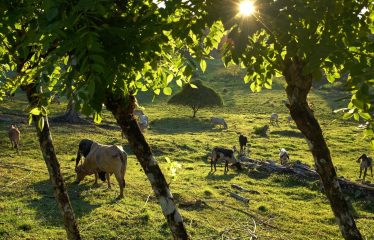 Sustainable And Off-Grid  Properties – Lot # 37-2