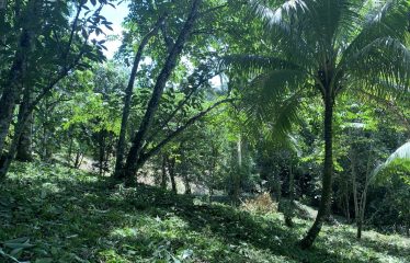 Lote Laguna
