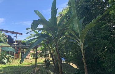 Property With Potencial For Permaculture And Hostel