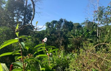 Property With Potencial For Permaculture And Hostel
