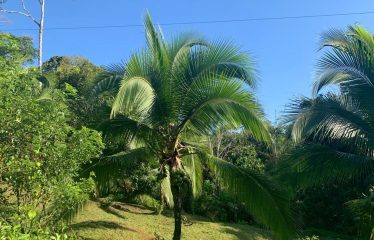 Property With Potencial For Permaculture And Hostel