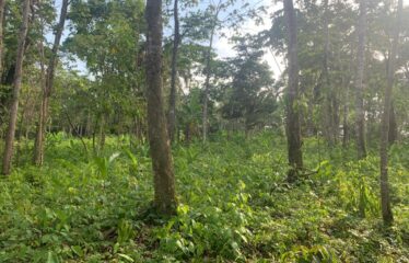Finca Cacao