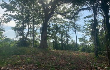Finca Cacao