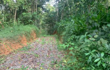 Finca Cacao