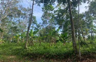Finca Cacao