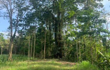 Finca Cacao