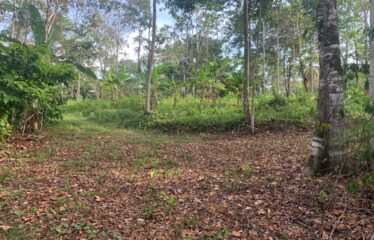 Finca Cacao