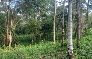 Finca Cacao