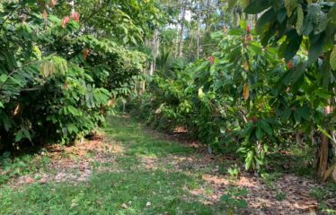 Finca Cacao