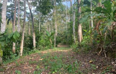 Finca Cacao